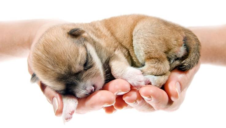 动物医学  学动物医学就是当宠物医生吗？_职点未来，高考志愿填报服务平台，新高考选科填报指南，高考查分，大学专业排名，生涯规划